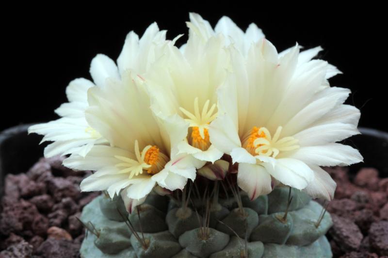 Strombocactus disciformis 