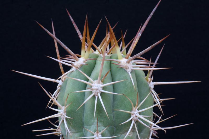 Trichocereus chiloensis v. borealis 