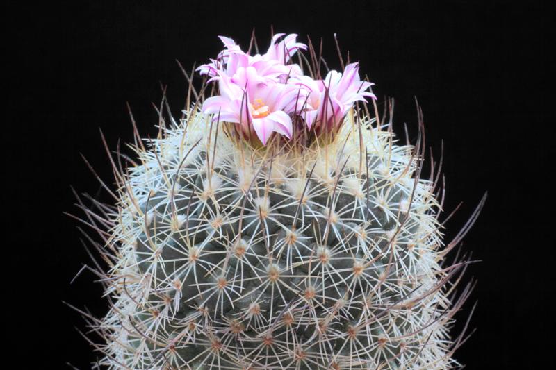 Turbinicarpus saueri sp. nova 