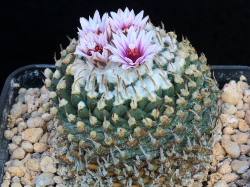 Turbinicarpus schmiedickeanus ssp. andersonii 