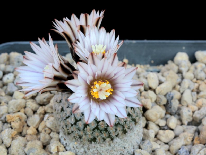 Turbinicarpus valdezianus v. albiflorus 