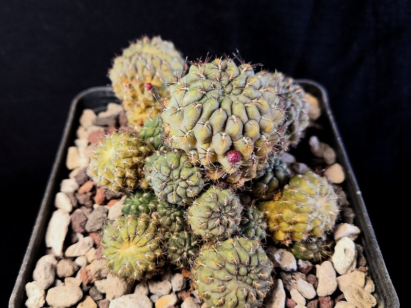 Sulcorebutia tiraquensis JD161/2