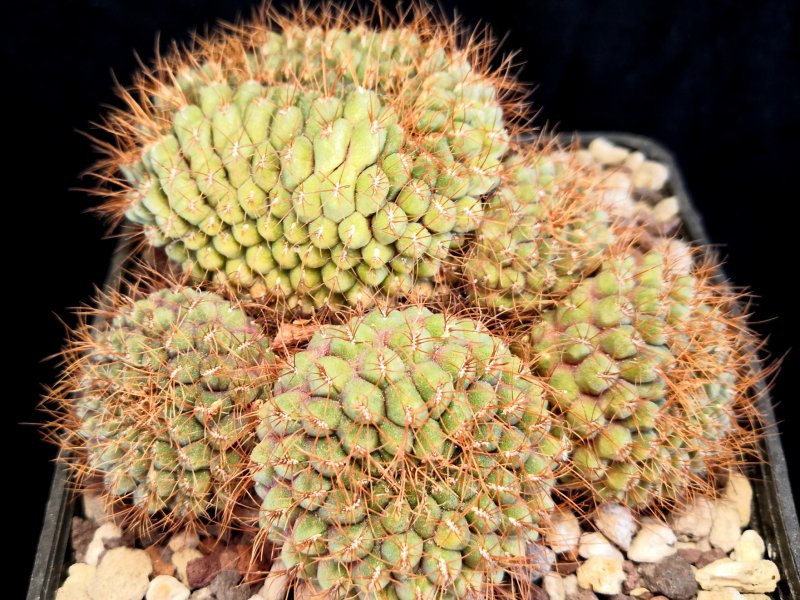 Sulcorebutia callichroma v. longispina HS78/Fi2