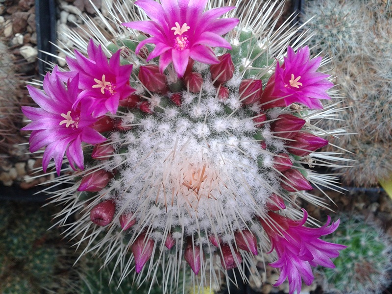 Mammillaria polythele cv. un pico 