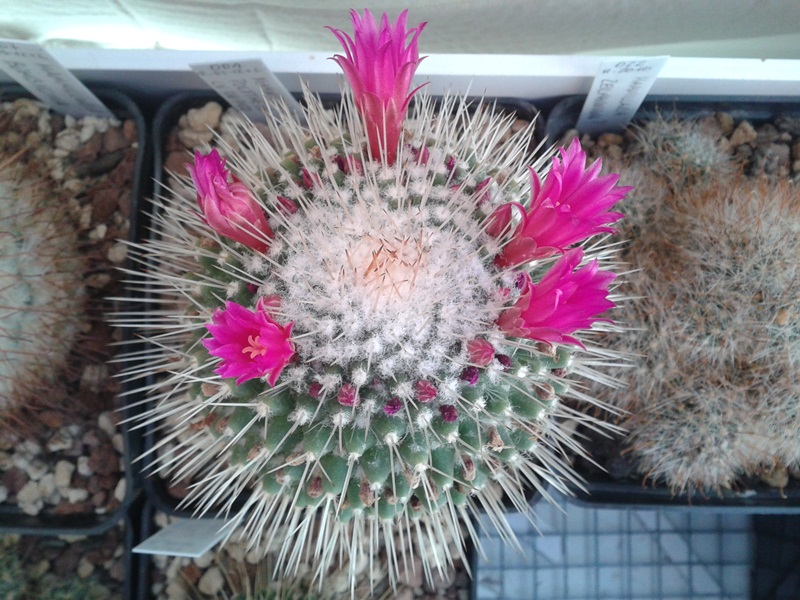 Mammillaria polythele cv. un pico 