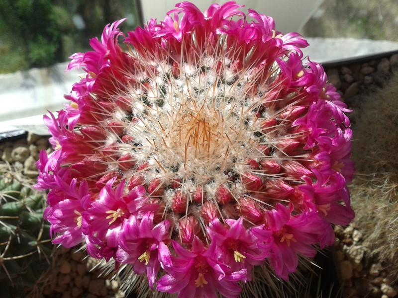 Mammillaria polythele cv. un pico 