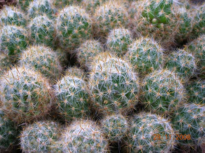 Mammillaria prolifera 