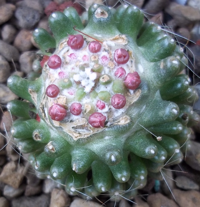 Mammillaria crinita f. monstruosa cv. caterpincy 