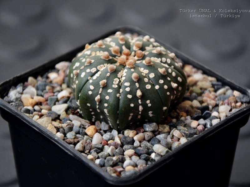 Astrophytum asterias cv. Super kabuto 