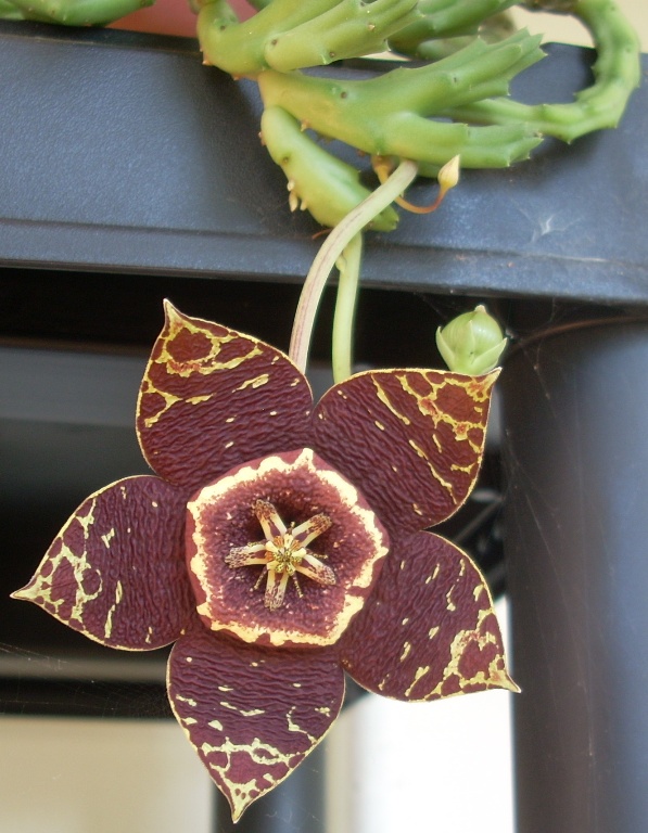 Stapelia variegata 