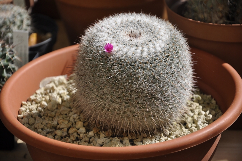 Mammillaria saetigera ssp. woodsii 