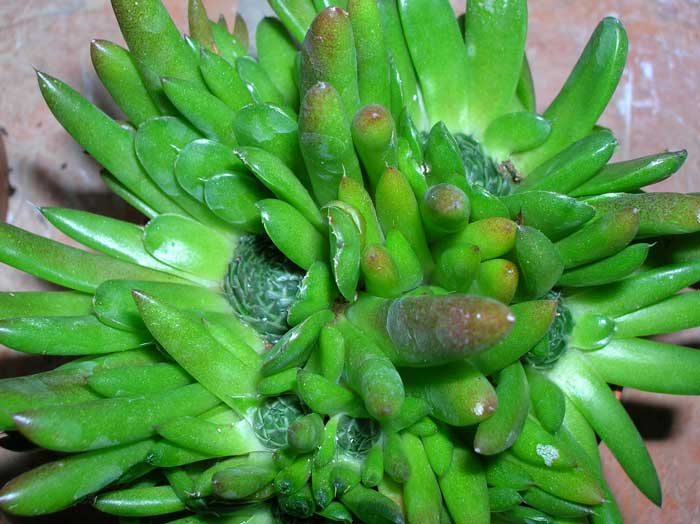 Orostachys erubescens 