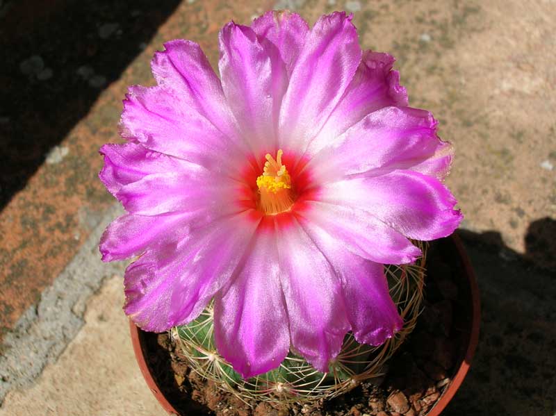 Thelocactus schwarzii 