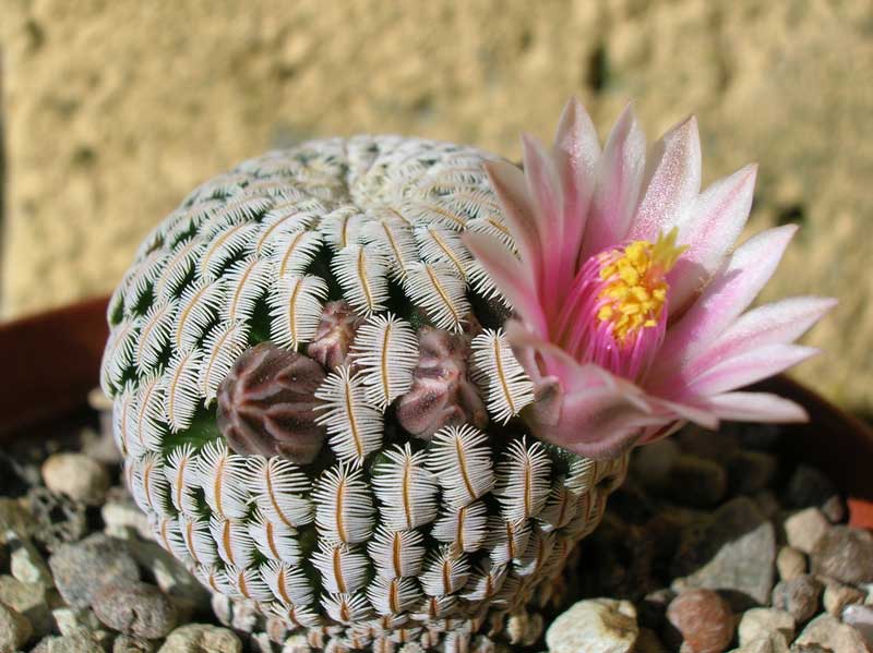 Mammillaria pectinifera 