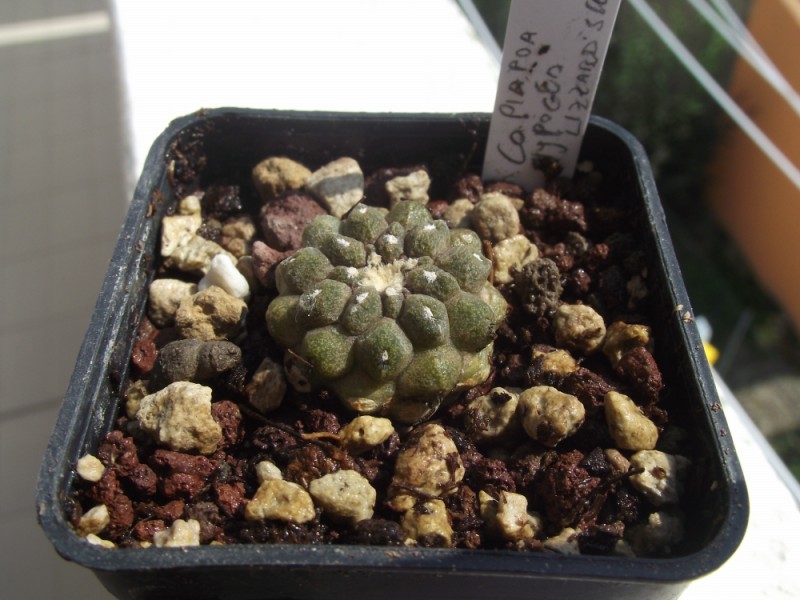 Copiapoa hypogaea cv. lizard skin 