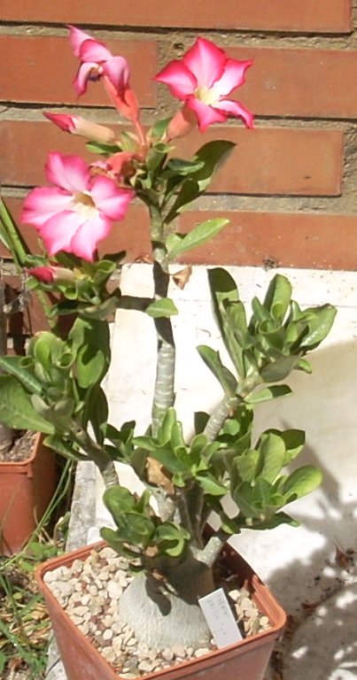 Adenium obesum 