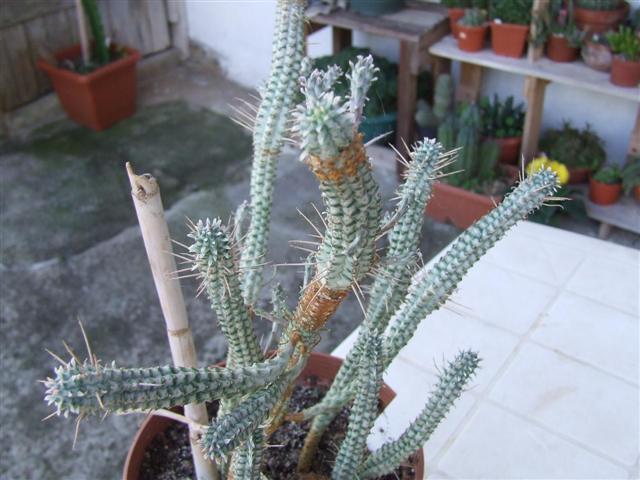 Euphorbia mammillaris variegata 