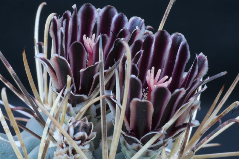 Ancistrocactus uncinatus 