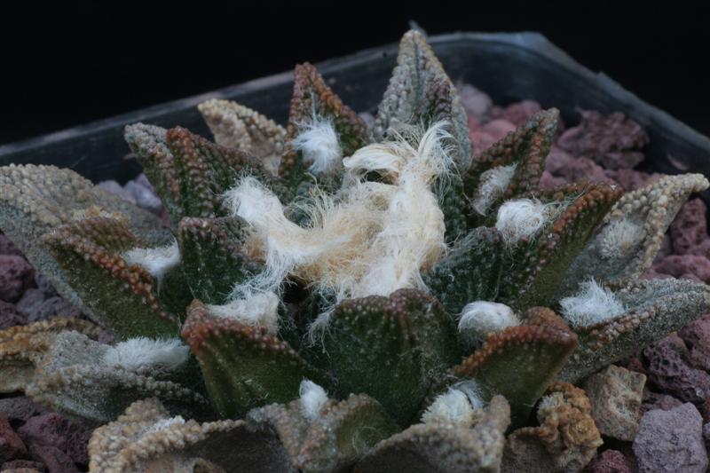 Ariocarpus bravoanus 