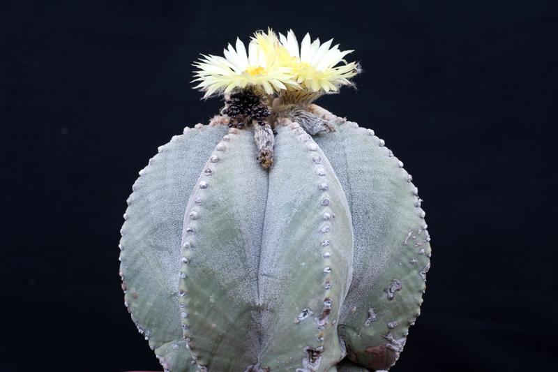 Astrophytum myriostigma 