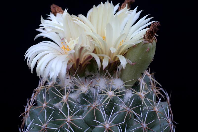 Coryphantha radians 