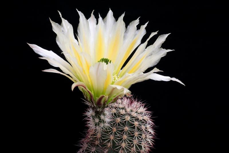 echinocereus dasyacanthus v. rectispinus