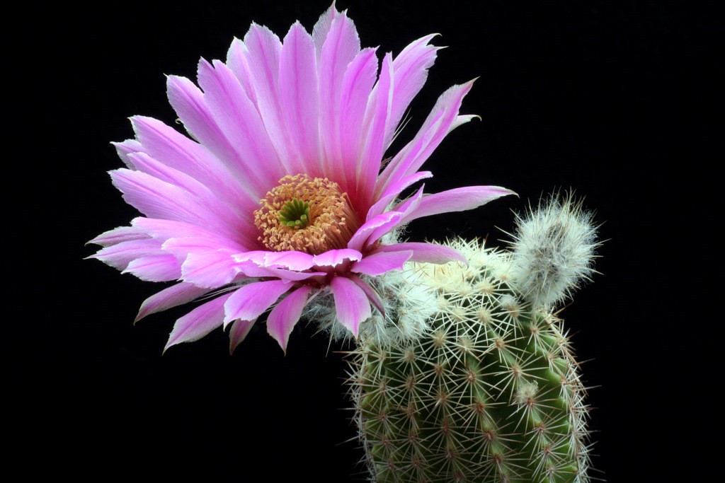 Echinocereus  fobeanus ssp. metornii 