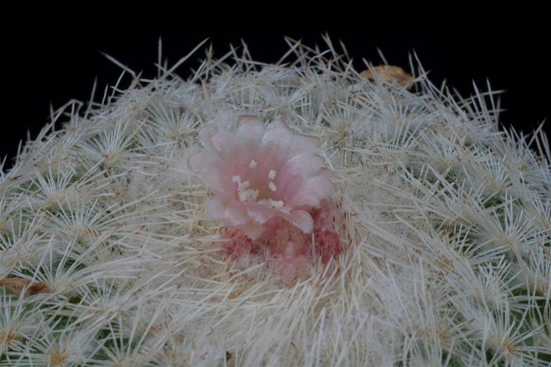 Epithelantha micromeris 