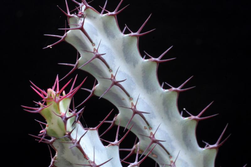 Euphorbia greenwayi 