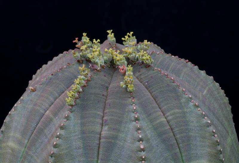 Euphorbia obesa 