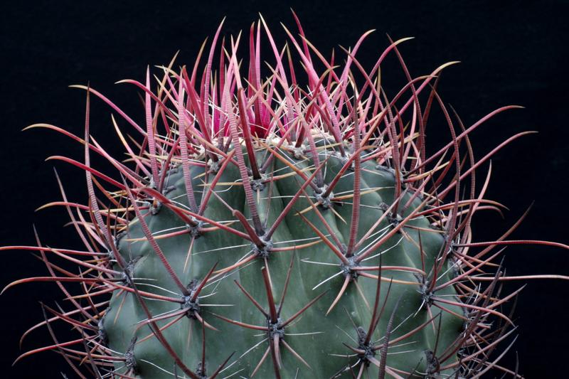 Ferocactus gracilis 