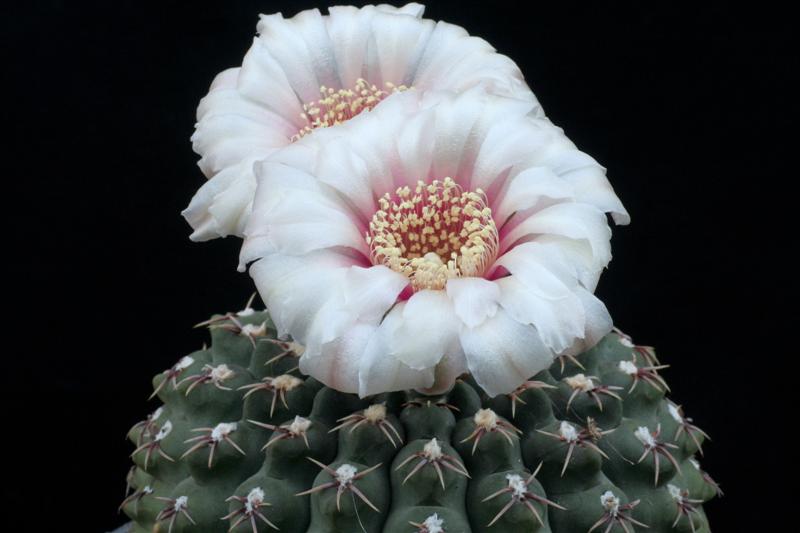 Gymnocalycium bodenbenderianum 