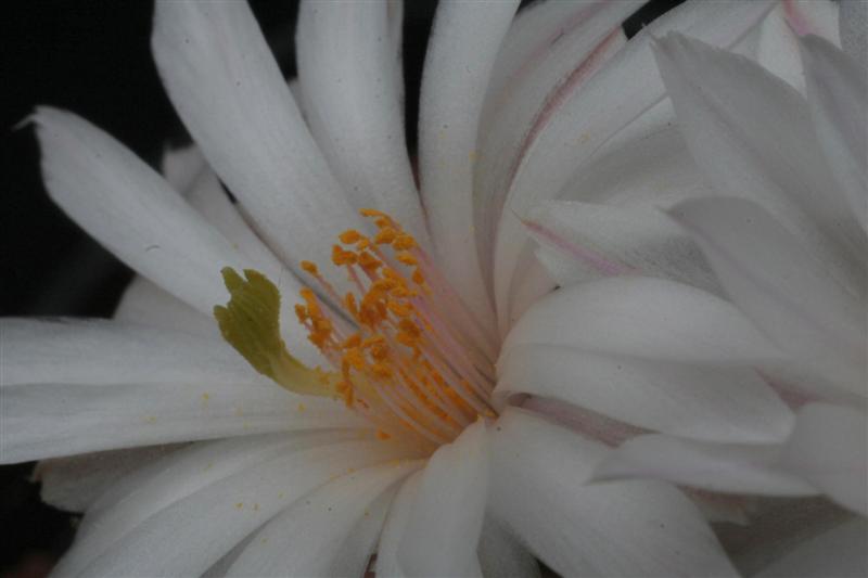 Mammillaria albiflora 