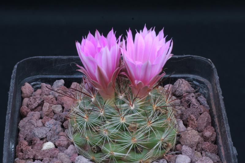 Mammillaria longiflora v. breviflora 