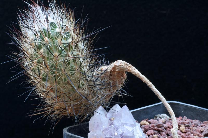 Rapicactus subterraneus 