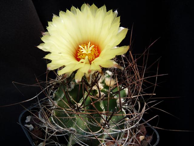 Astrophytum capricorne v. senile 