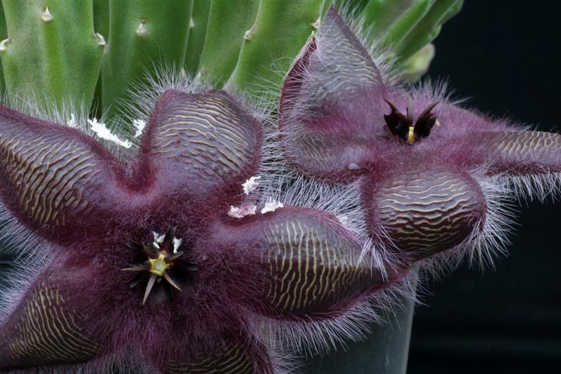 Stapelia hirsuta 