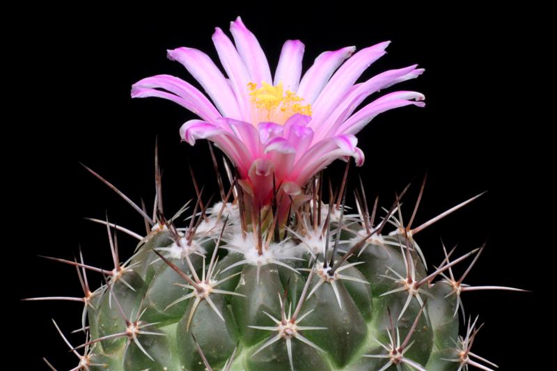 Thelocactus saussieri 