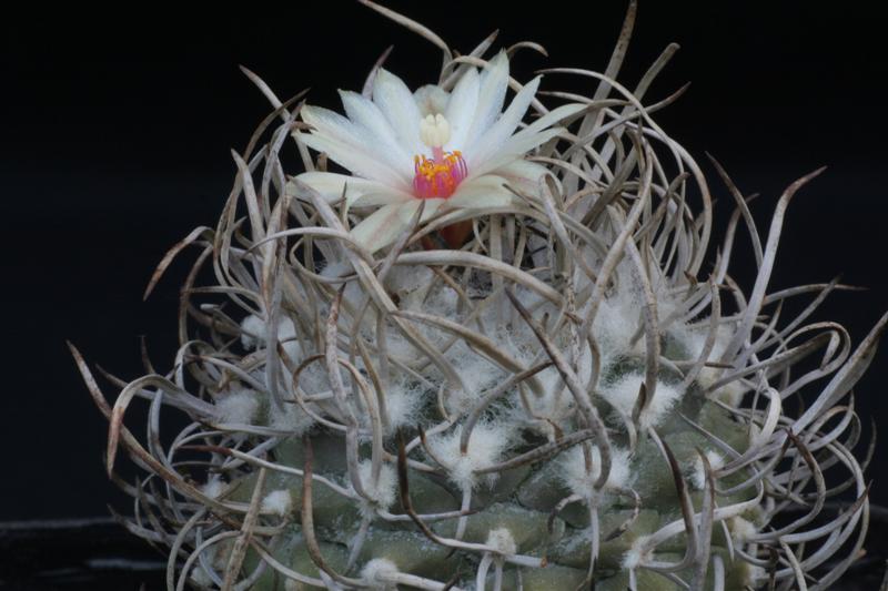 Turbinicarpus flaviflorus 