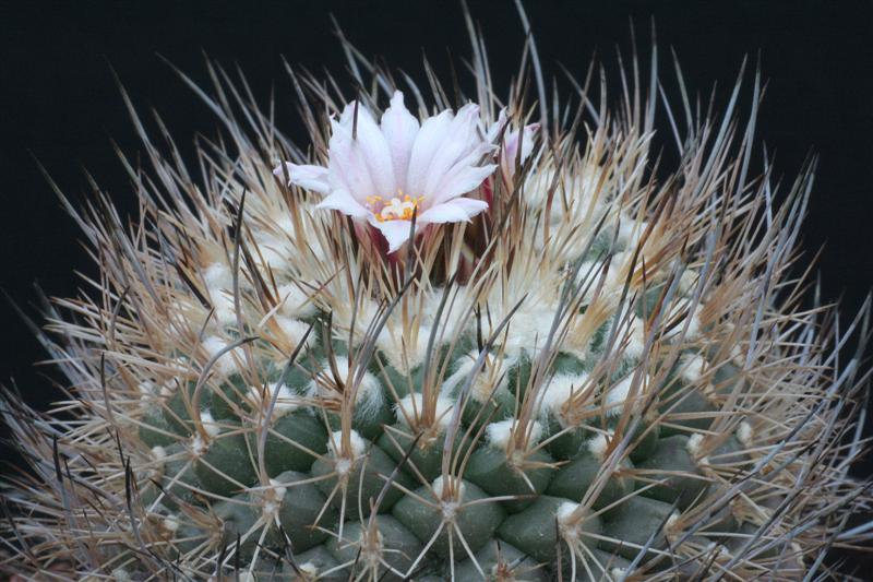 Turbinicarpus saueri ssp. nelissae HO 765