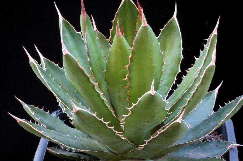 Agave lophantha f. compacta 