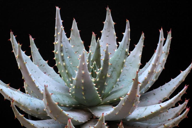 Aloe ferox 