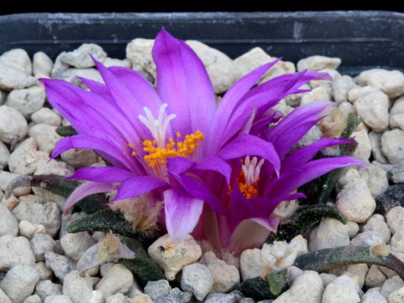 Ariocarpus agavoides 