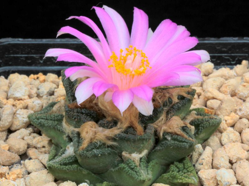 Ariocarpus bravoanus ssp. hintonii 