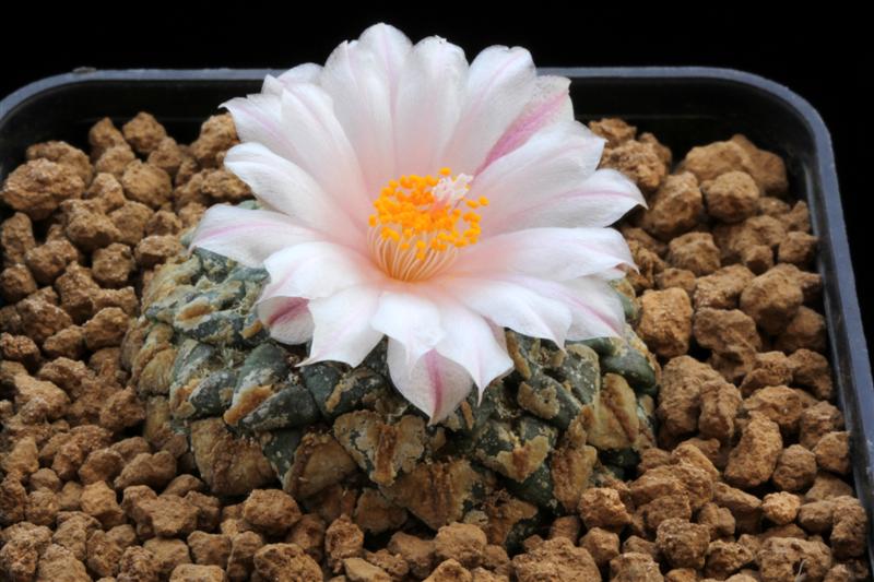 Ariocarpus kotschoubeyanus v. albiflorus 