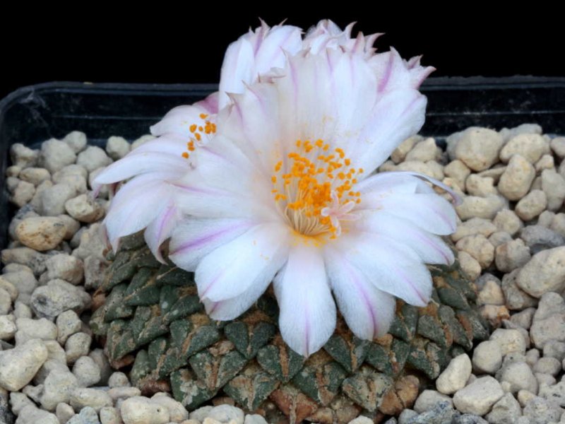 Ariocarpus kotschoubeyanus ssp. albiflora 