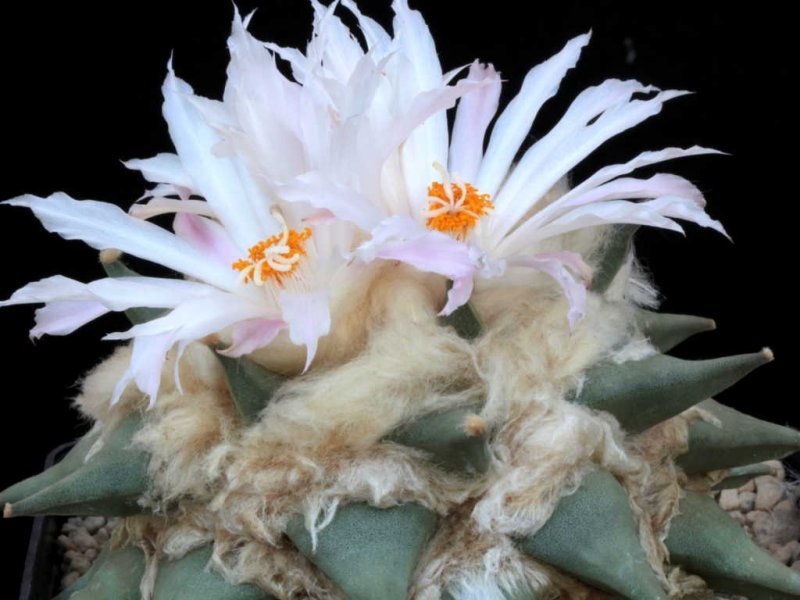 ariocarpus retusus elongatus