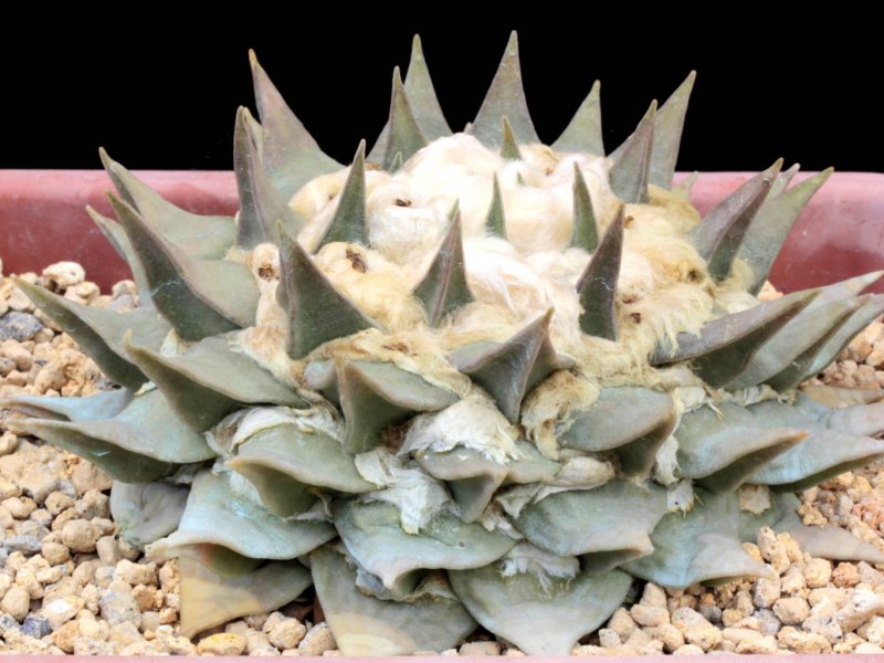 Ariocarpus retusus 