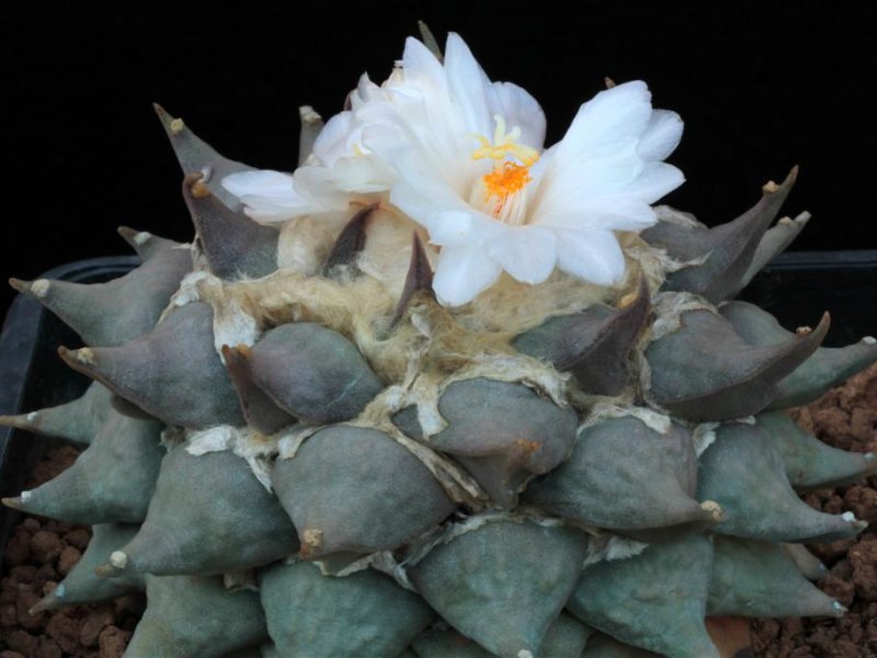 Ariocarpus retusus 