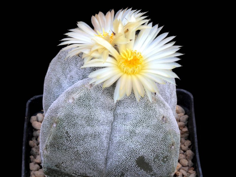 astrophytum myriostigma f. quadricostatum